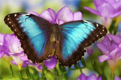 blue-morpho-butterfly-darrell-gulin